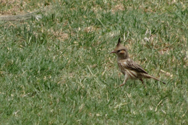 Lark-like Brushrunner