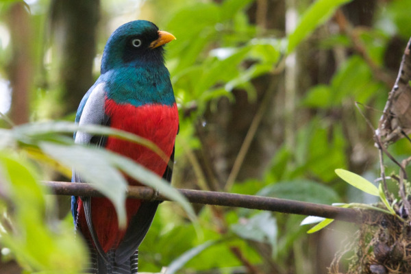 Lattice-tailed Trogon