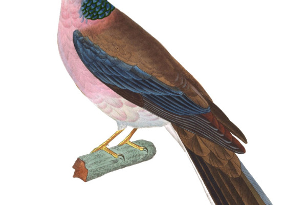 Laughing Dove