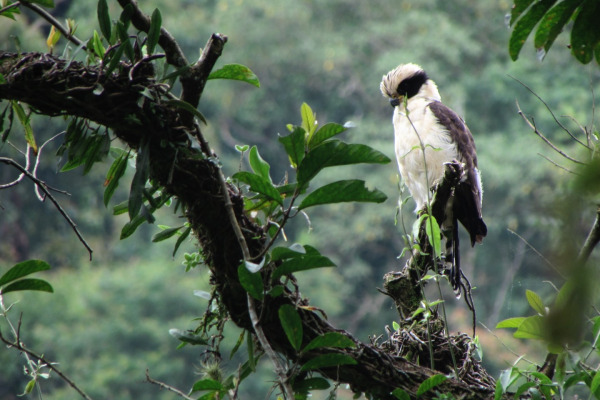 Laughing Falcon
