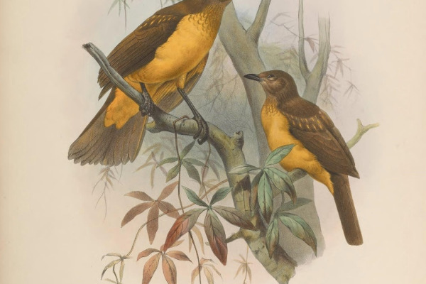 Lauterbach's bowerbird
