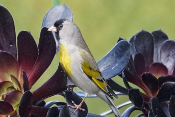 Lawrence's Goldfinch