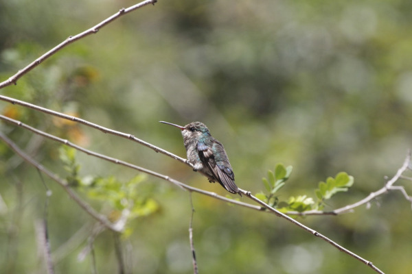 Lawrence's hummingbird