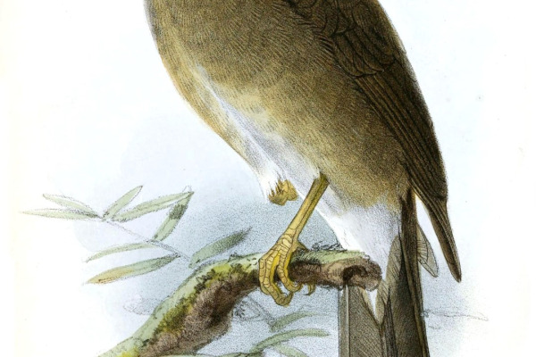 Lawrence's Thrush
