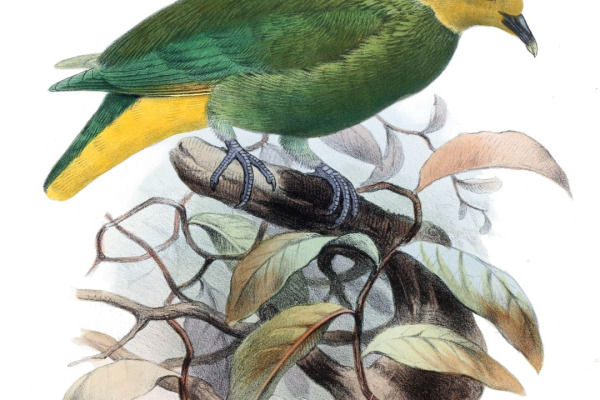 Layard's Fruit Dove