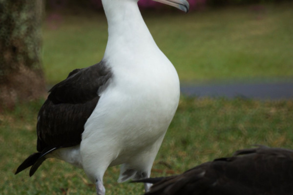 Laysan albatross