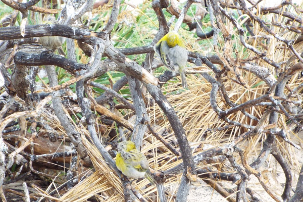 Laysan Finch