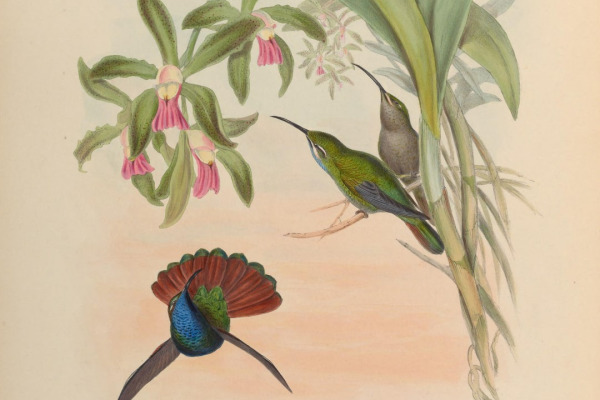 Lazuline Sabrewing