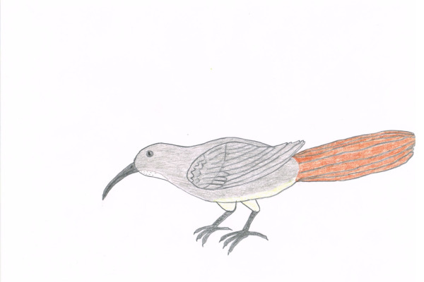 Le Conte's Thrasher
