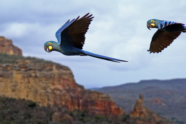 Lear's Macaw