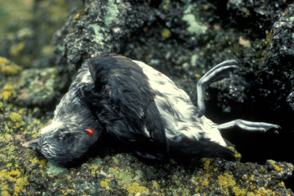 Least Auklet