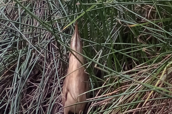 Least Bittern