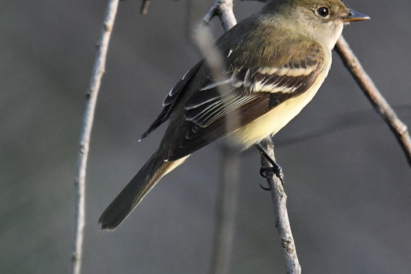 Least Flycatcher