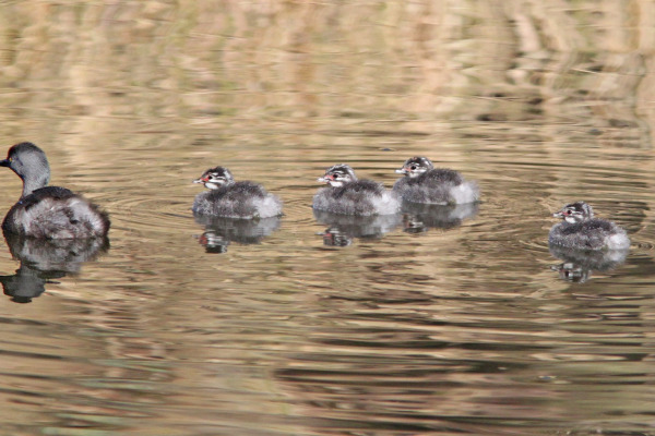 Least Grebe