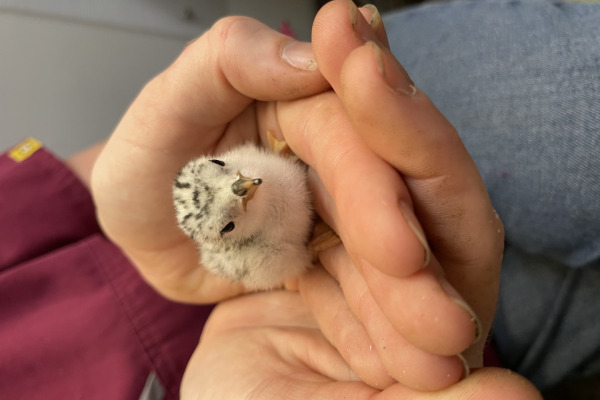 Least Tern