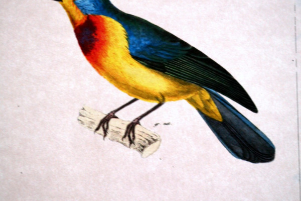 Leclancher's bunting