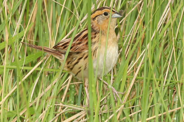 LeConte's Sparrow