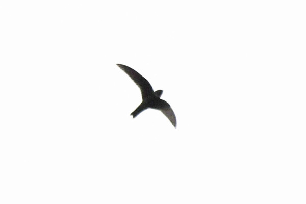 Lem's Swift