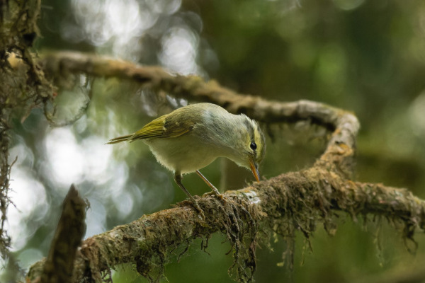 Lemon-rumped Warbler
