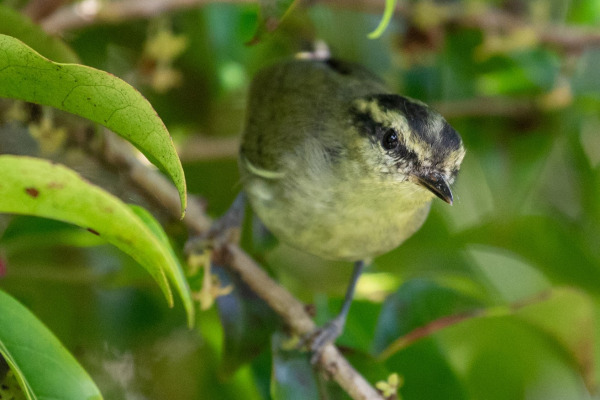 Lemon-rumped Warbler