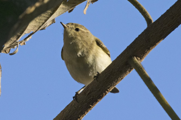 Lemon-rumped Warbler