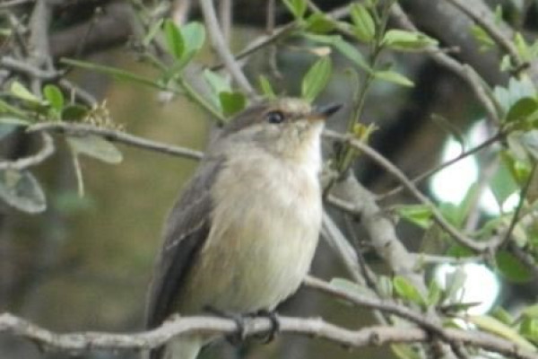 Lendu Sunbird