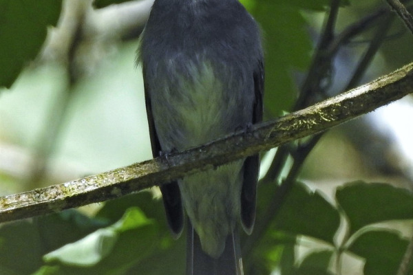 Lesser Elaenia