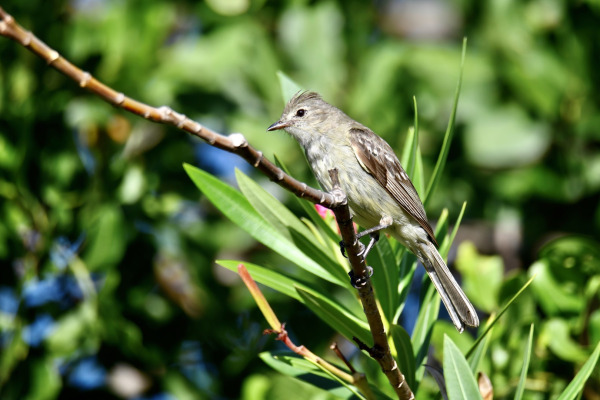 Lesser Elaenia