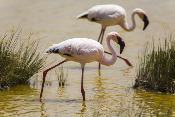 Lesser Flamingo