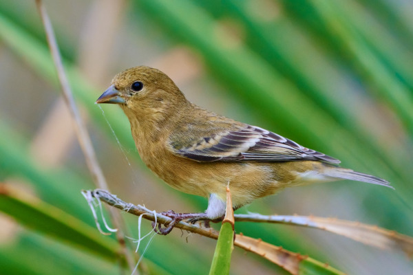 Lesser Goldfinch