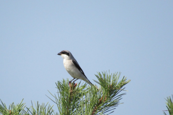 Lesser Grey Shrike