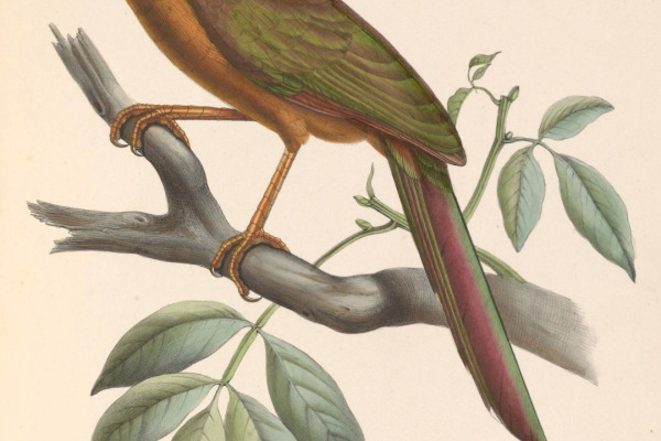 Lesser Ground Cuckoo