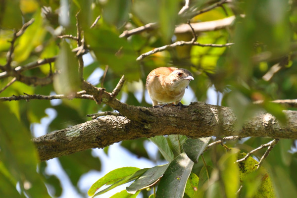 Lesser Hornero
