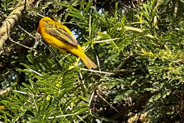 Lesser Masked Weaver