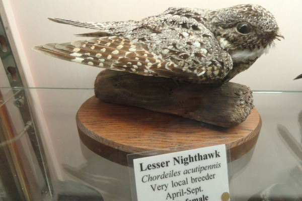Lesser Nighthawk