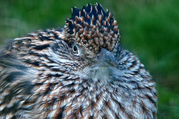 Lesser Roadrunner