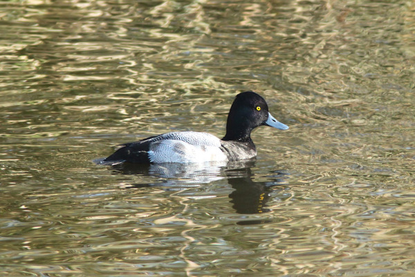 Lesser Scaup