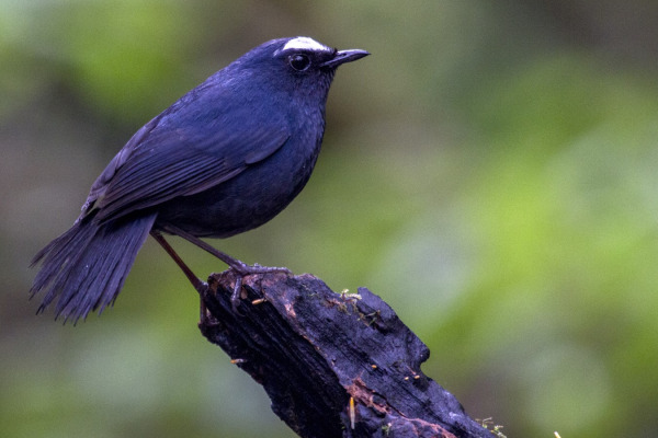 Lesser Shortwing