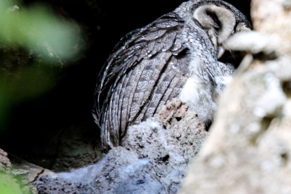 Lesser Sooty Owl