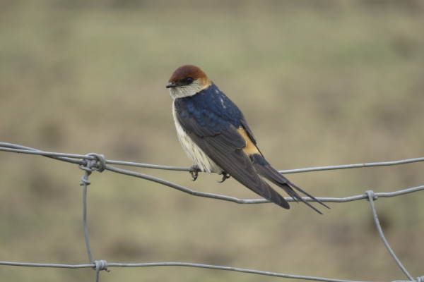 Lesser Striped Swallow