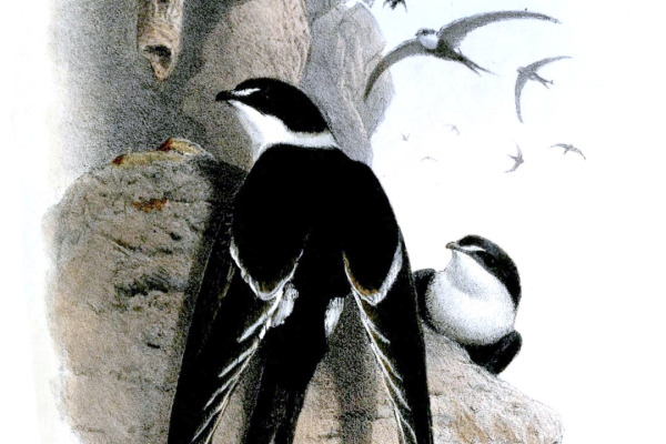 Lesser Swallow-tailed Swift