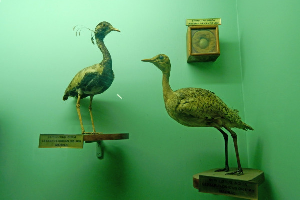 Lesser Whistling Duck