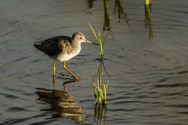Lesser Yellowlegs