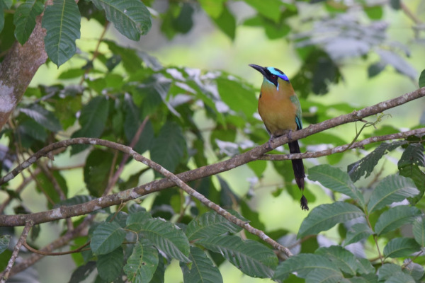 Lesson's motmot