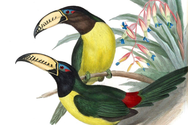 Lettered Aracari