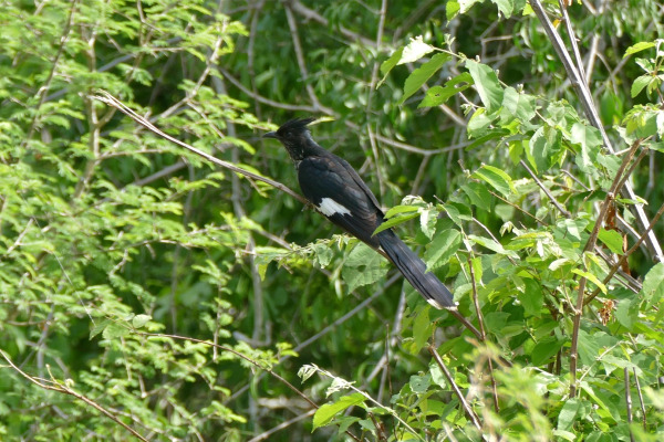 Levaillant's Cuckoo