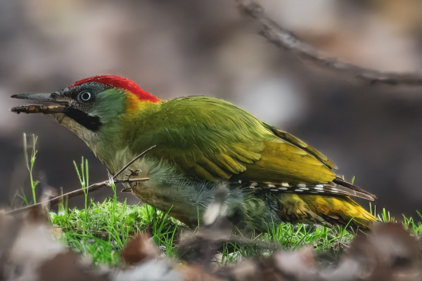 Levaillant's Woodpecker