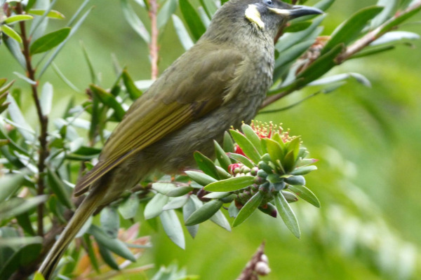 Lewin's Honeyeater