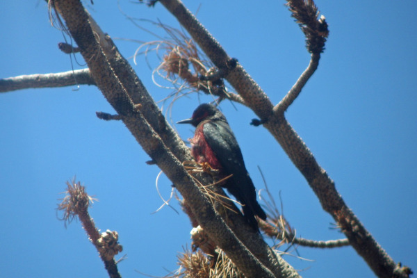 Lewis's Woodpecker