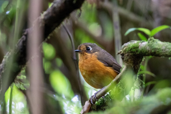 Leymebamba Antpitta